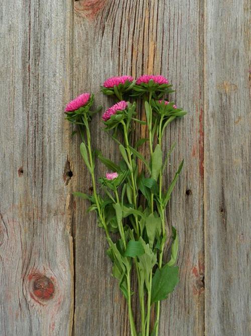 MATSUMOTO HOT PINK ASTER